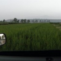 大量供应优质侧柏小苗