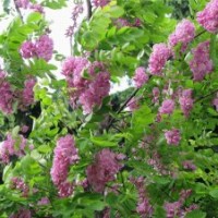 大量供应优质香花槐小苗