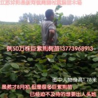 江苏巨紫荆苗价格便宜销售火爆