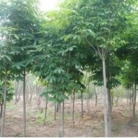 七叶树供应|七叶树|鑫森源(多图)