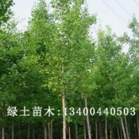 速生白蜡小苗价格|速生白蜡供应