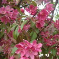 供应北美海棠、亚当海棠、皇家雨点海棠等