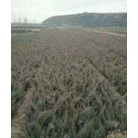 出售沙地柏量大什么规格都有要多少有多少