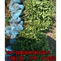 深州市北四王出售60-70公分卫矛