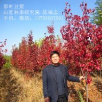 大量供应1-2米高彩叶豆梨