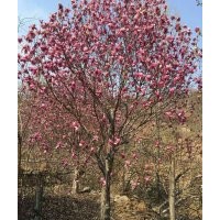 大量长期供应各种规格玉兰