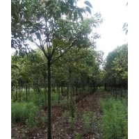 大量长期供应各种规格大叶女贞