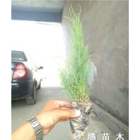 滨州李灵宝大量供应营养钵柽柳、盐松量大从优