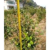 急售600棵移栽了4年的山茶花高120CM