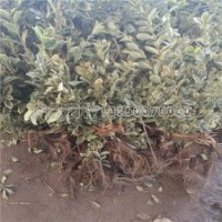 金边黄杨30-60公分高的批发价格