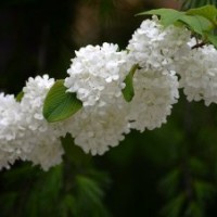 产地大量提供八仙花苗，低价出售