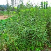 优质皂角苗 最新价格 低价供应