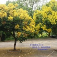 大量供应栾树苗