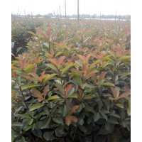 出售红叶石楠