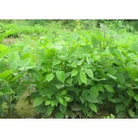 水曲柳苗，水曲柳苗基地，水曲柳树苗，水曲柳苗价格