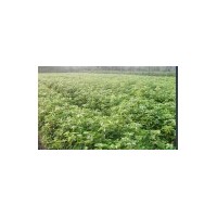 湖北香樟小树苗哪、会埠百亩香樟种植基地供应信息