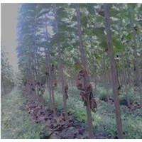 出售新品种楸树1-8公分13839488177于锦旗