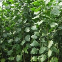 毛白杨小苗、国槐苗、白腊苗、