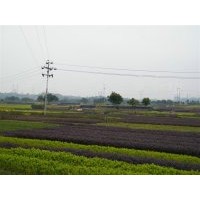 长期出售各类色块苗