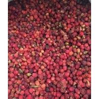 南方红豆杉及其干果