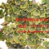 邢台欣润苗木大量供应银杏 6公分