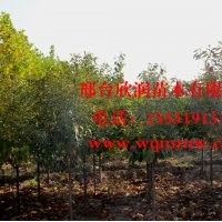 欣润苗木大量供应樱花 2公分 3公分