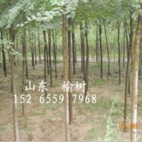 出售榆树1公分苗20万