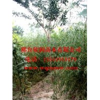 河北邢台欣润苗木大量供应垂柳 3公分