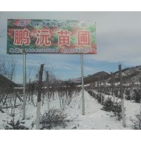 常年供应九角枫，五角枫，皂角，云杉，蒙古砾