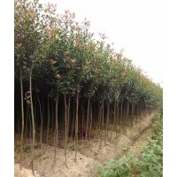 自产自销高杆红叶石楠