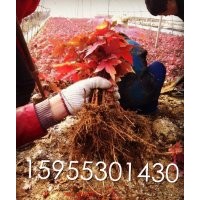 自产自销美国红枫、紫嶶小苗