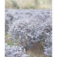 大量红继木出售