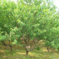 占地果树，山楂，桃树