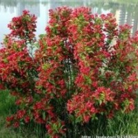 2016 红王子锦带花