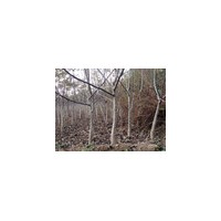 急售3公分核桃树 占地核桃树 薄皮核桃树