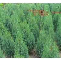 刺柏 塔松 侧柏 甘肃定西大量低价出售