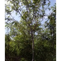 香花槐 槐树 绿化苗木