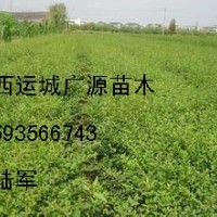 连翘苗大量低价出售