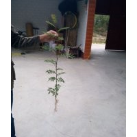 花椒苗，优质花椒苗，花椒苗价格，花椒苗基地