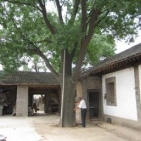 山东造型国槐|为您推荐有品质的国槐