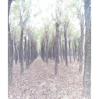 八公分嫁接香花槐