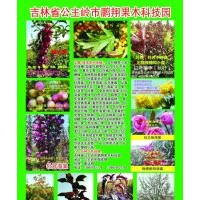 出售新品种彩叶树，北美海棠，红叶稠李，果树苗，金叶榆