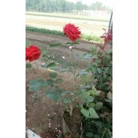 定州孙宇月季花苗木合作社