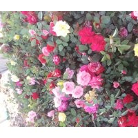 大量出售自家五十万大花月季 价格一块一 绝对低于市场价格