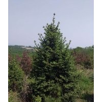 长期供应各种优质云杉