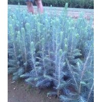 美国蓝杉树苗，科罗拉多蓝杉树苗，东北耐寒蓝杉各种规格 吉林慧