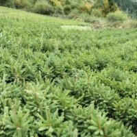 出售各种树苗油松，云杉，侧柏等