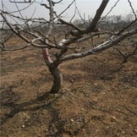 14公分桃树的价格表