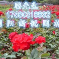 浏阳月季、精品月季小苗批发直销