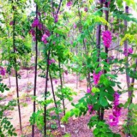 河北唐山香花槐小苗0.2元-0.6元50万颗